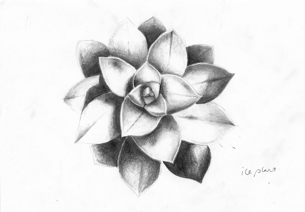 Drawing of a succulent