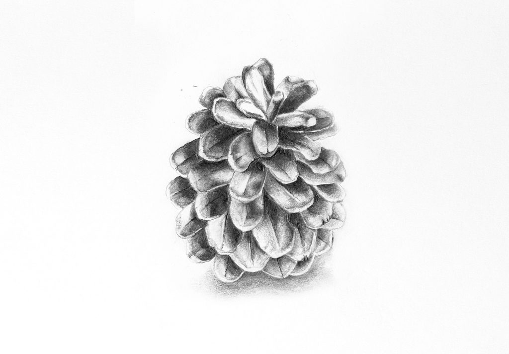 Drawing of a pinecone