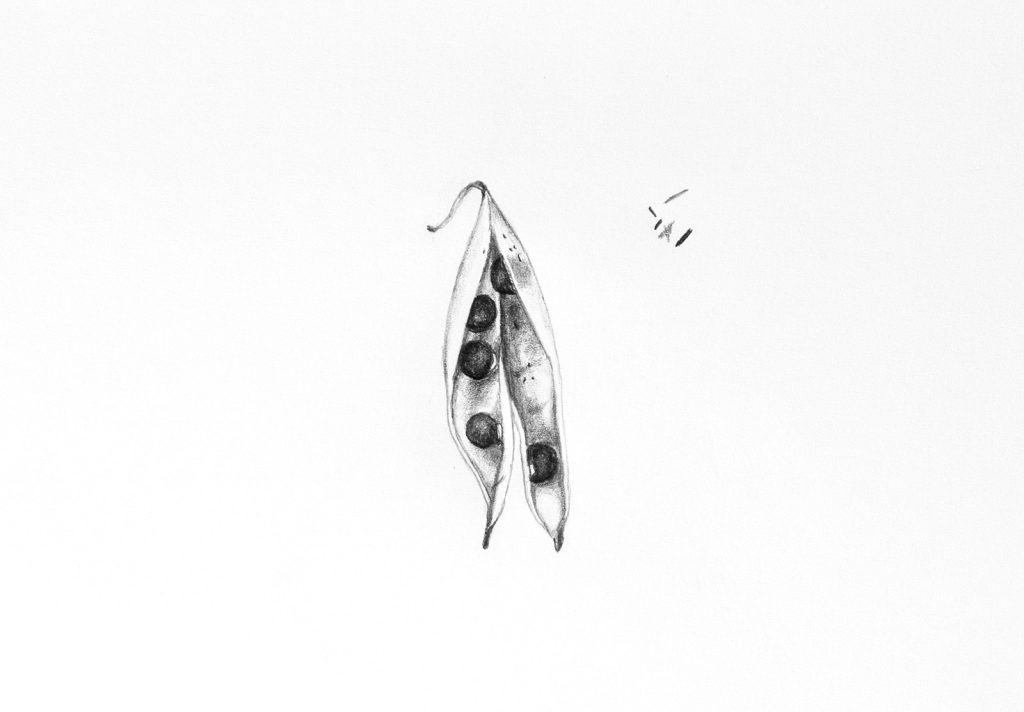 Drawing of seeds in a pod