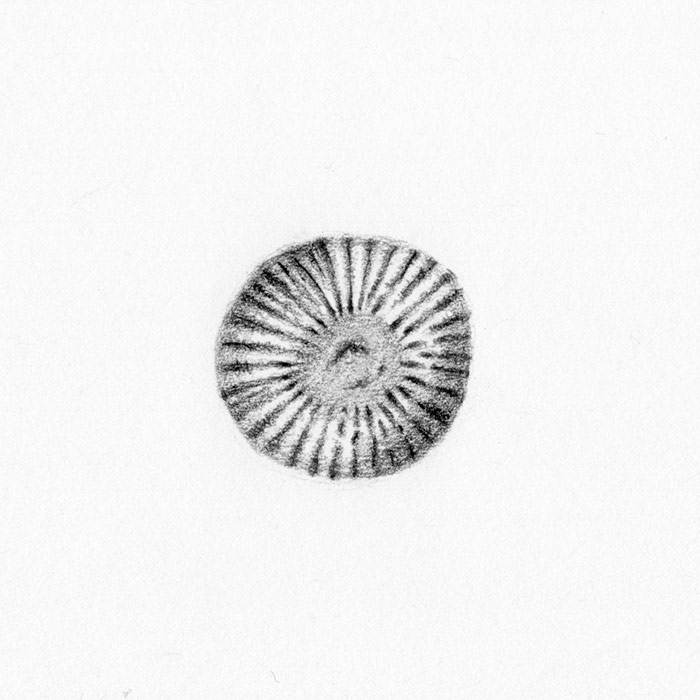 Drawing of a radial coral pattern