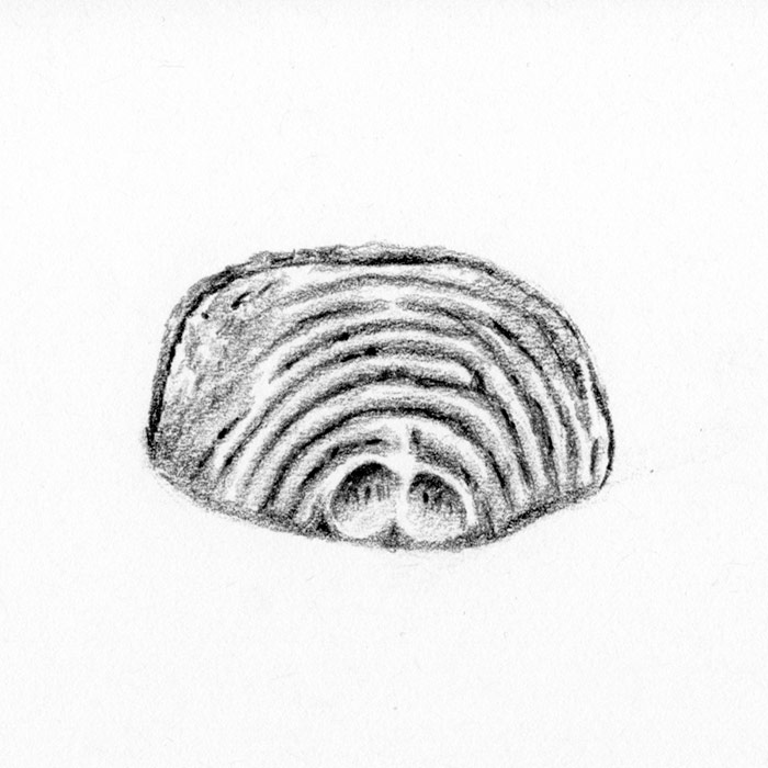 Drawing of lined shell pattern
